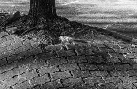 Tree is growing strong and it is moving layered bricks Stock Photos