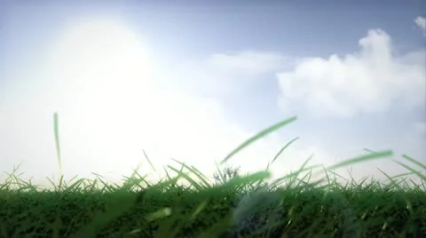 Tree growing with sunny sky background 動画素材 22017441