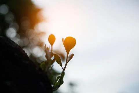 Tree growing at sunset. Stock Photos