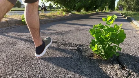 Tree growing surrounded by asphalt 库存影片 233924270