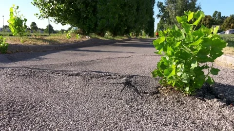 Tree growing surrounded by asphalt 库存影片 233924467