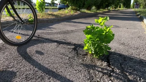 Tree growing surrounded by asphalt 库存影片 233924510