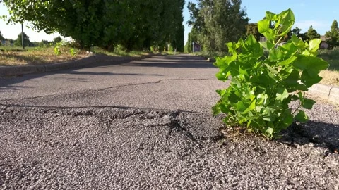 Tree growing surrounded by asphalt 库存影片 234436798