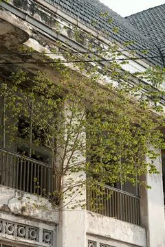 Tree growing through balcony of an old building Stock Photos
