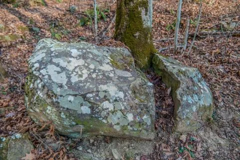 Tree growing through a boulder Stock Photos