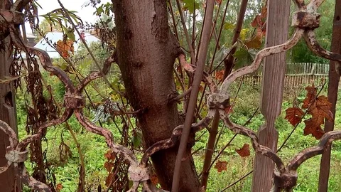 A tree growing through the Church wall Stock Footage 70689380