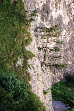 Tree growing through a cliff face 写真素材