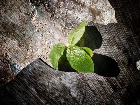 Tree growing through Cracked wall Foto stock