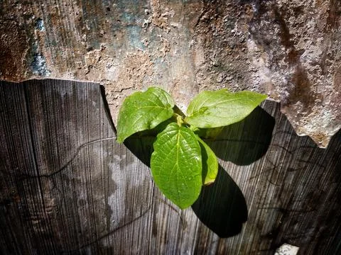 Tree growing through Cracked wall Stock-Fotos
