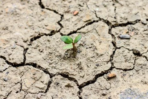 Tree growing through dry cracked soil Stock Photos