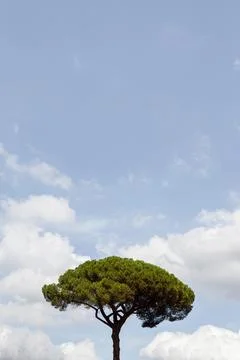 The tree is growing through the sky Stock Photos