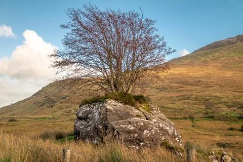 Tree Growing through a stone in County Donegal - Ireland Stock Photos