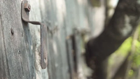Tree growing trough the shed wall and hook on the wall / Hand held / Focus pull Stock Footage 130882335