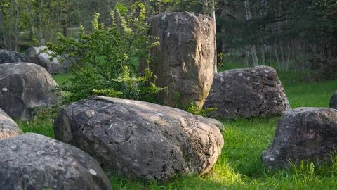 A tree growing from under a huge boulder. Big stones in the forest park Stock Photos