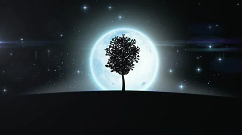 Tree growing under the moon. HD 1080. Stock-Footage 22004640