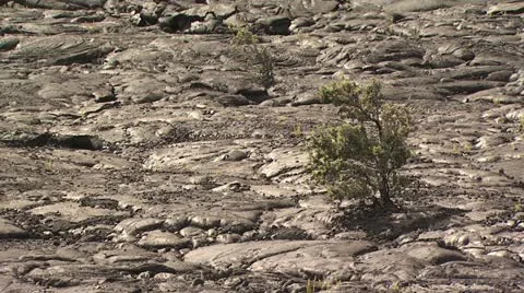A Tree Growing in a Volcanic Lava Field Stock-Footage 19281482