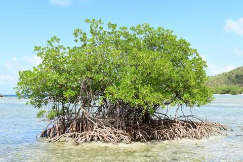 Tree growing in water Foto stock