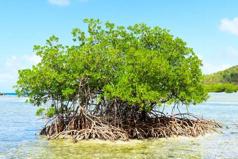 Tree growing in water Stock Photos