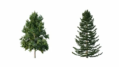 Tree growing on white background with alpha channel. Stock Footage 243279914