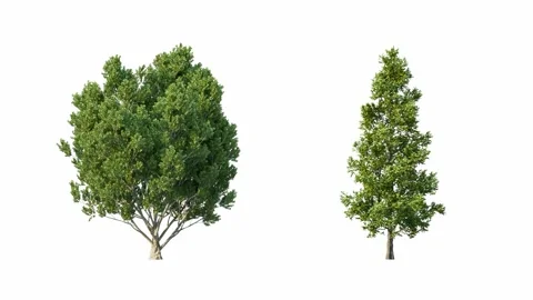 Tree growing on white background with alpha channel. Stock Footage 244558754