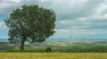 Tree growing on wind farm. Autumn landscape. Global responsibility for ecology 4k or 4k+ Resolution