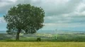 Tree growing on wind farm. Autumn landscape. Global responsibility for ecology HD Footage