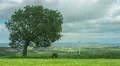 Tree growing on wind farm. Green energy. Environment protection, global warming HD Footage