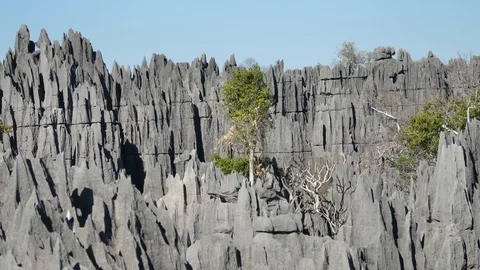 Tree Growing Within Limestone Forest Peaks, Tsingy de Bemaraha, Madagascar Stock Footage 117519397