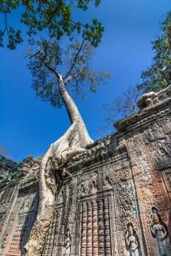 Tree grown over ta prohm temple, cambodia Stock Photos