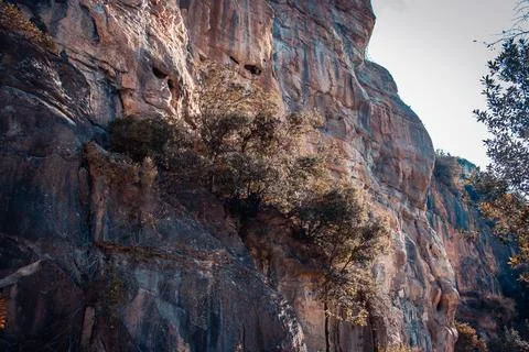 A tree grows among rock formations photo. Natural park of Sant Miquel del Fai Stock Photos