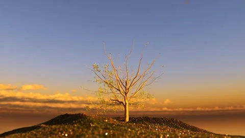 A tree grows on and blooms against the backdrop of a bright sunset sky, 3D Stock Footage 261018247