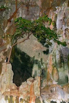 The tree grows on a beautiful multi-colored rock. Foto stock