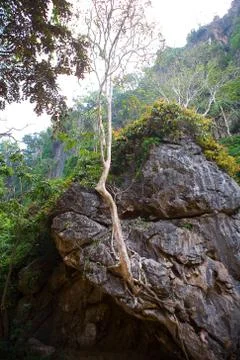 The tree grows on a cliff. Stock Photos