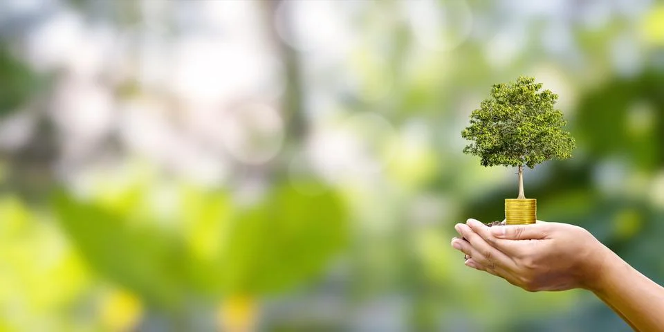 A tree grows on a coin in human hands with a naturally blurred background. .. Stock Photos