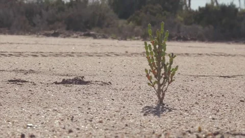 Tree Grows Despite All Odds Stock Footage 136639427