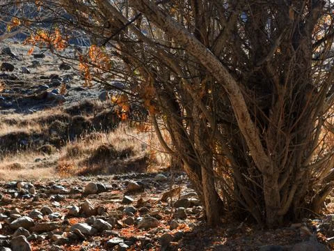 Tree grows in the difficult conditions. 写真素材