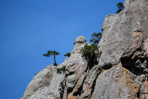 A tree grows on the edge of a mountain against a blue cloudless sky Foto stock