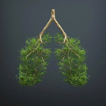 The tree grows in the form of a human lung. Stock Photos