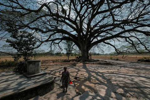 A TREE THAT GROWS FRIENDLY Stock Photos