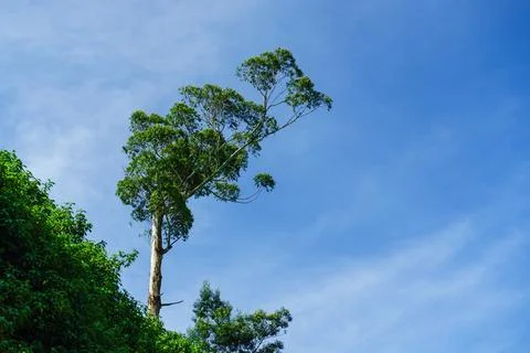 A tree grows on a hill against the background of a blue sky Stock Photos