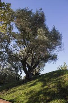 A tree grows on a hill, in a park; a shadow on the grass Stock Photos