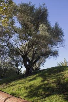 A tree grows on a hill, in a park; a shadow on the grass Photos