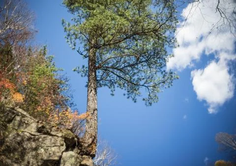 The tree grows on large stones on a cliff. Stock Photos