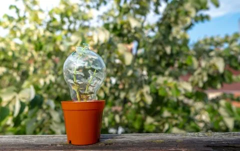 The tree that grows in the light bulb on soil in flower pot, copy space Stock Photos