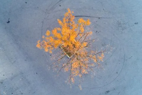 The tree grows in the middle of the platform on which lies the asphalt. Stock Photos