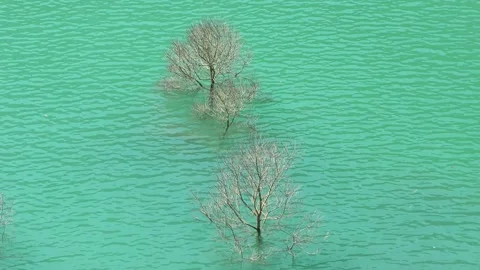 A tree that grows in mysterious Stock Footage 144596971