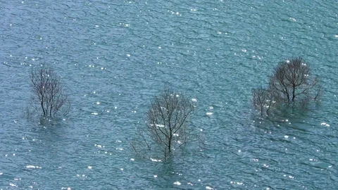 A tree that grows in mysterious water Video stock 144596898