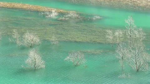 A tree that grows in mysterious water Stock Footage 144596903