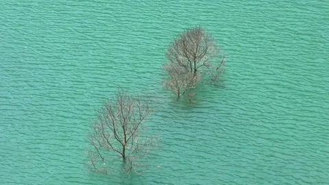 A tree that grows in mysterious water Stock Footage 144596948