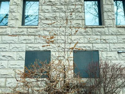 Tree grows next to building walls with large windows in a city setting duri.. Stock Photos